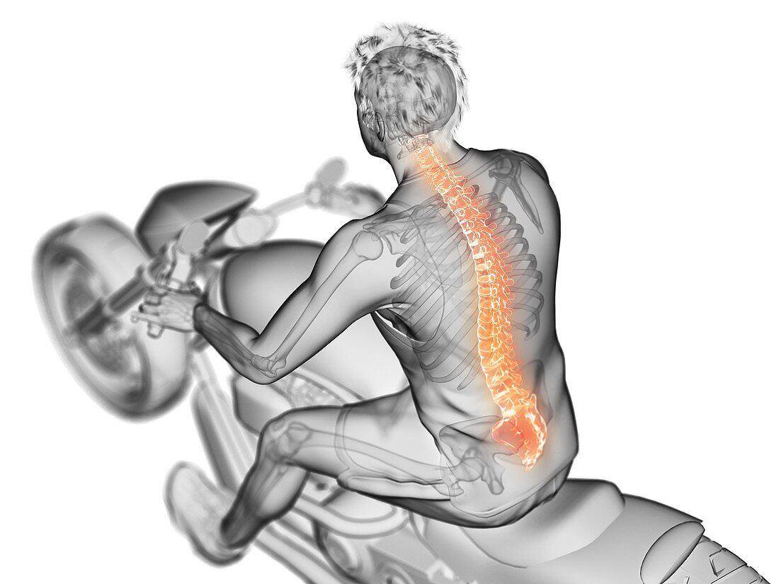 Illustration of a biker's spine