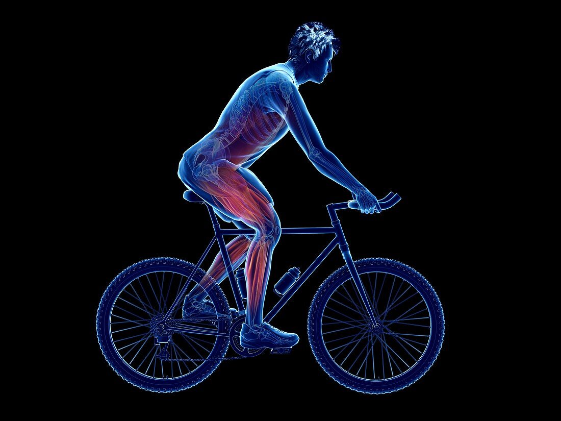 Illustration of a cyclist's muscles