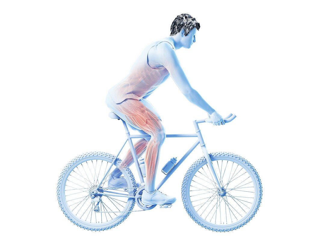 Illustration of a cyclist's muscles