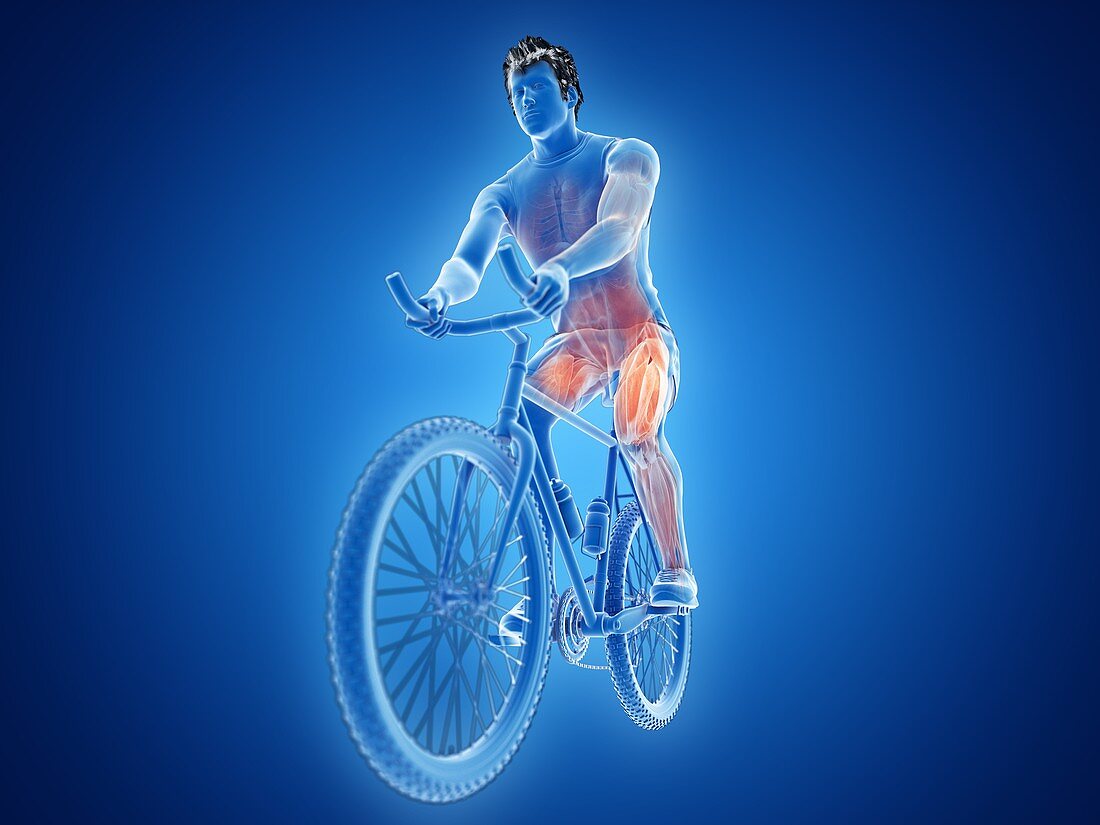 Illustration of a cyclist's muscles