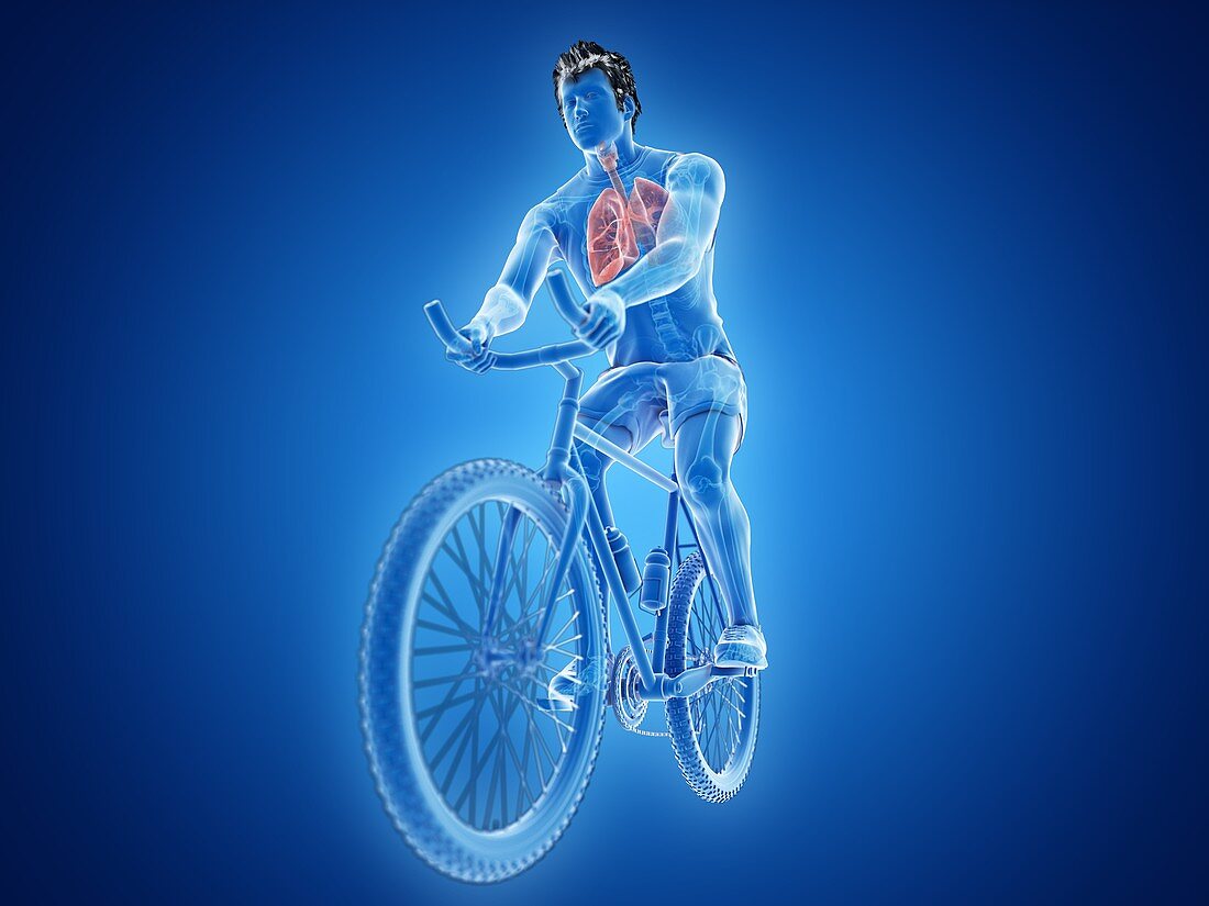 Illustration of a cyclist's lung