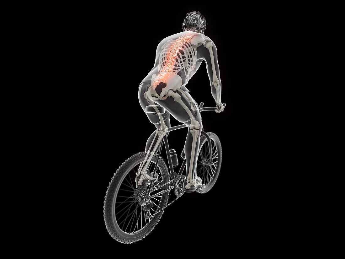 Illustration of a cyclist's spine