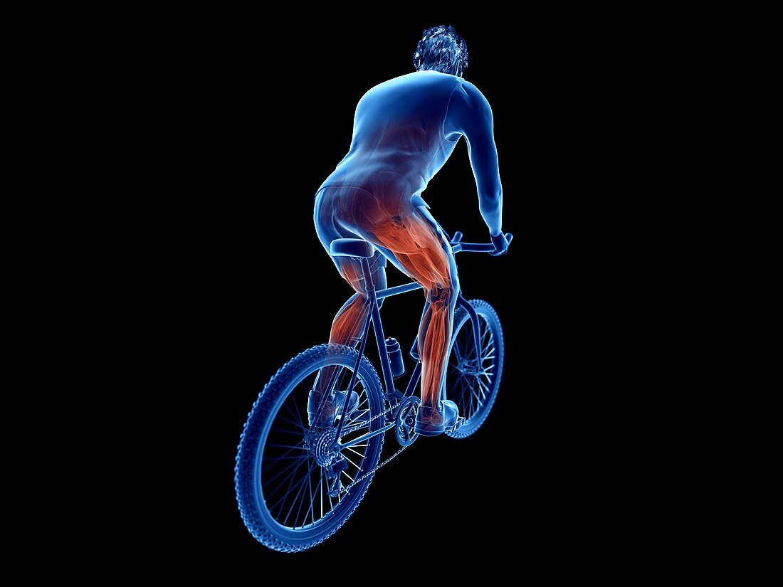 Illustration of a cyclist's muscles