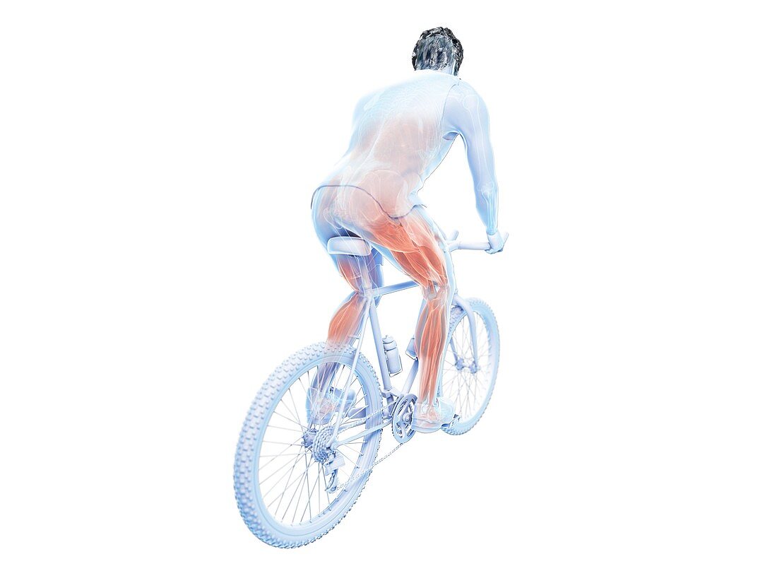 Illustration of a cyclist's muscles