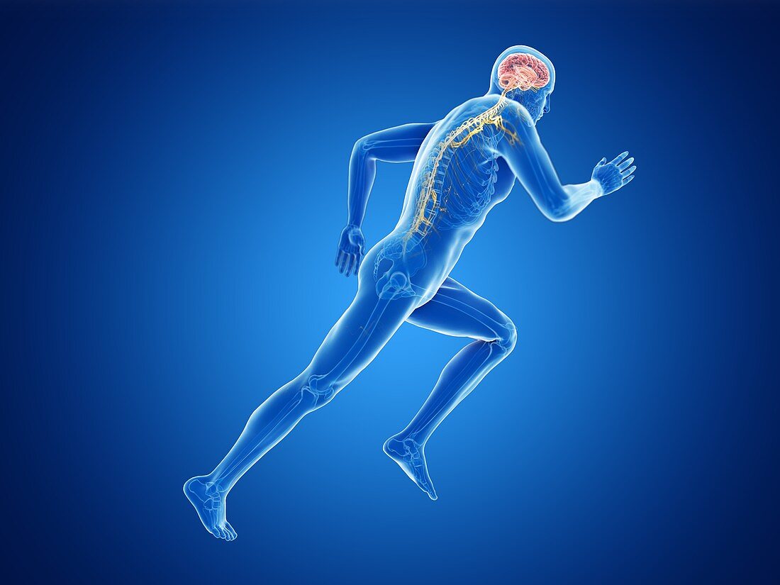 Illustration of a jogger's brain