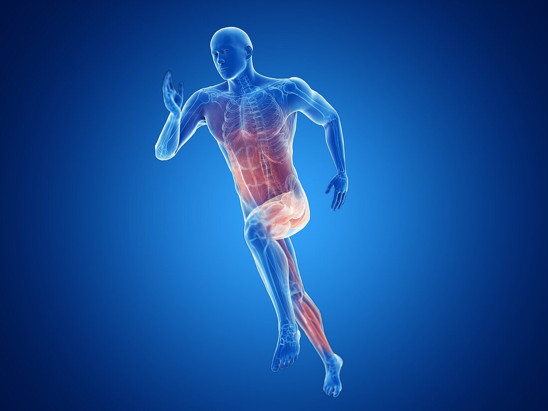 Illustration of a jogger's muscles