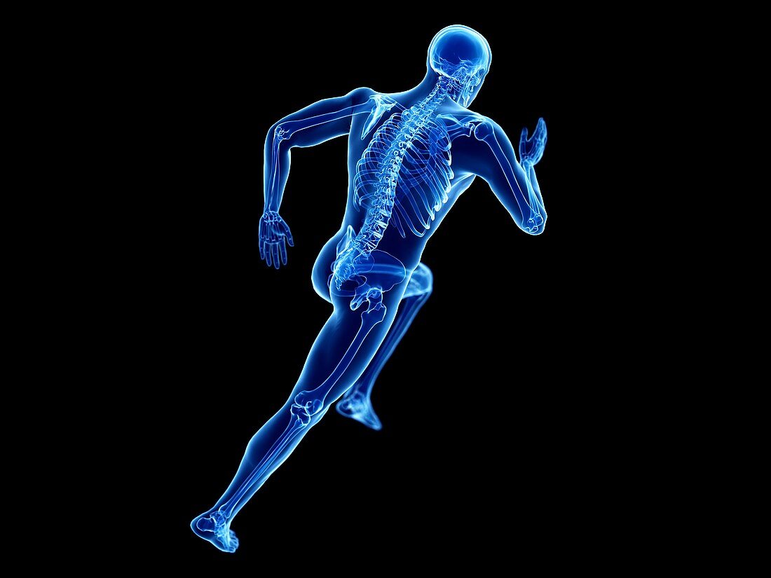 Illustration of a jogger's skeleton