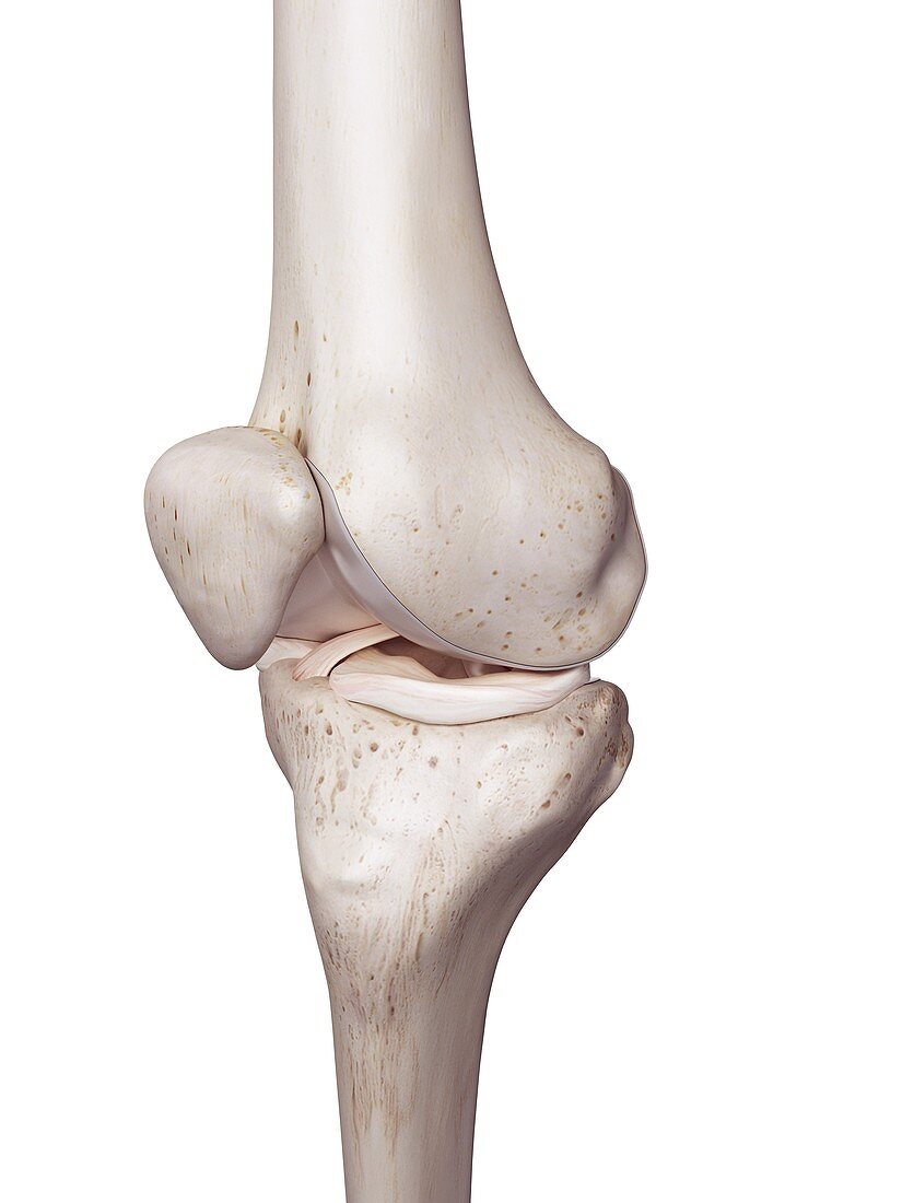 Illustration of the human knee