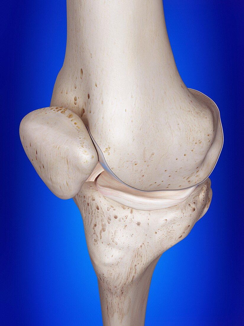 Illustration of the knee