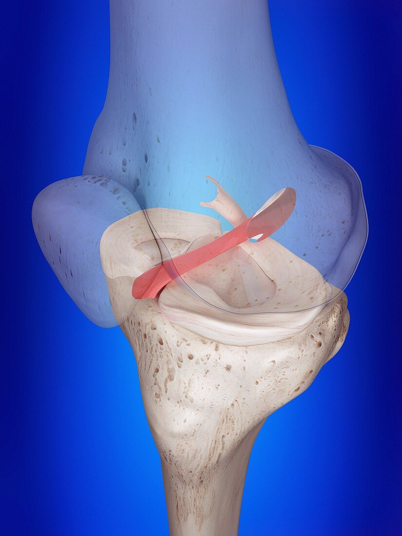 Illustration of the anterior cruciate ligament