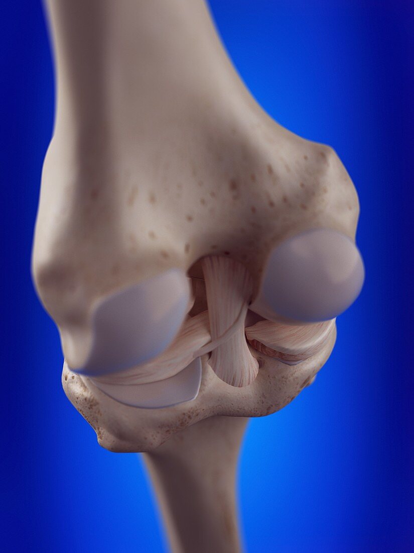 Illustration of the knee ligaments
