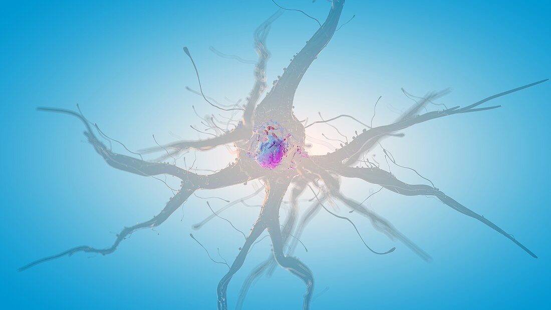 Illustration of a human nerve cell