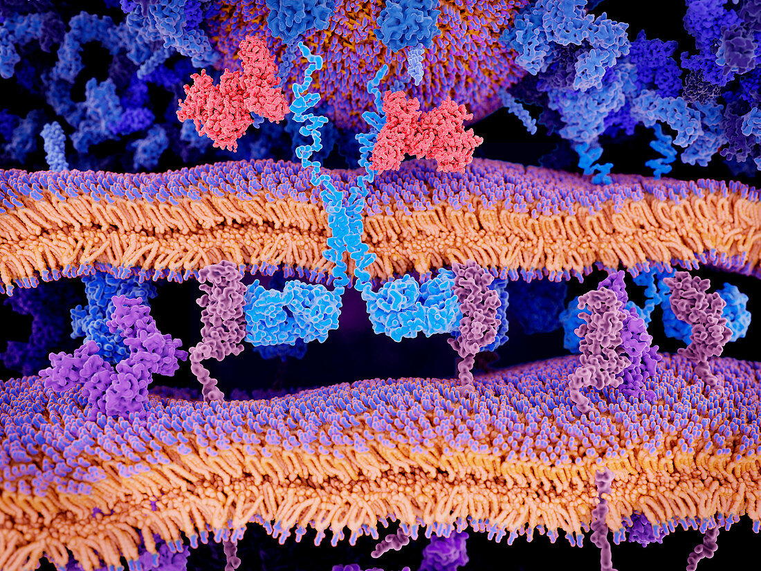 CAR T cell cancer immunotherapy, illustration