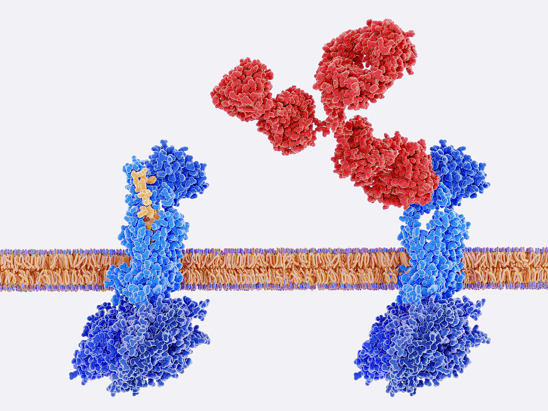 Migraine therapy and CGRP receptor, illustration