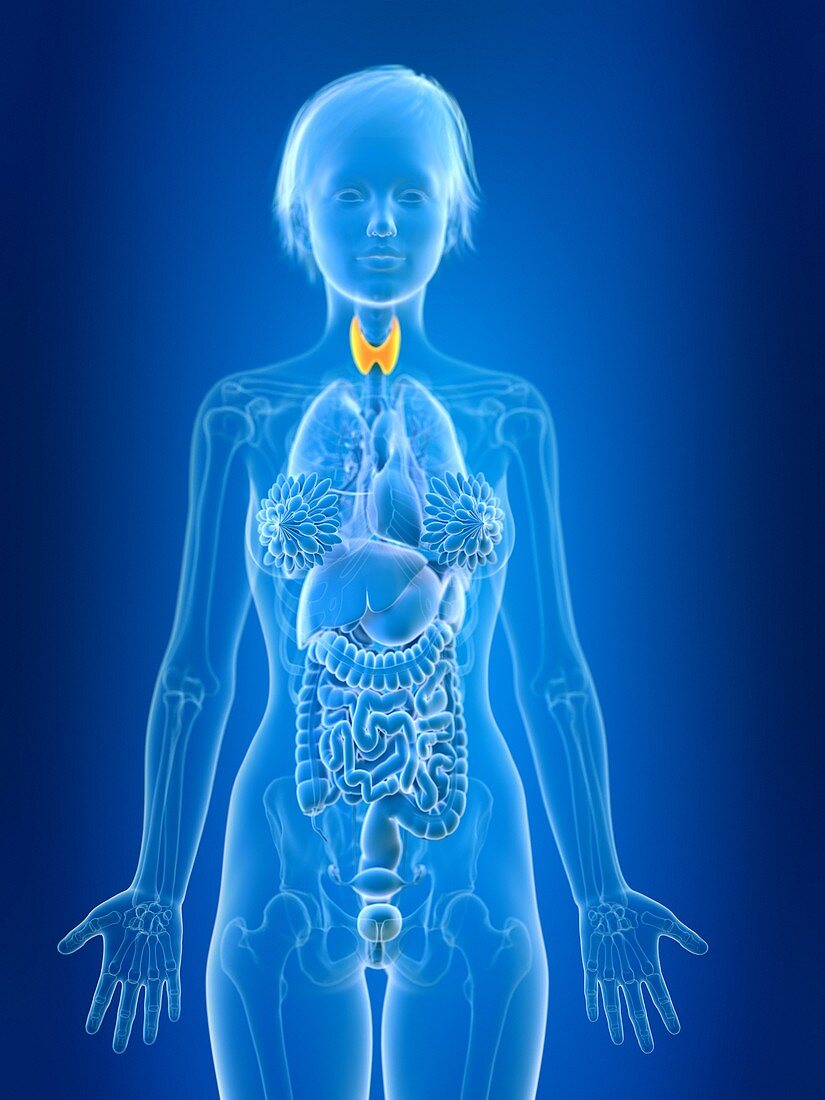 Illustration of female thyroid gland