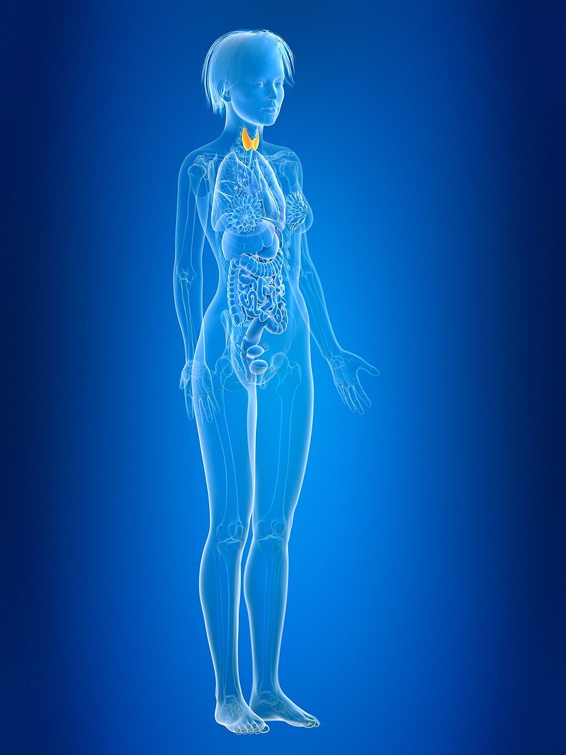 Illustration of female thyroid gland
