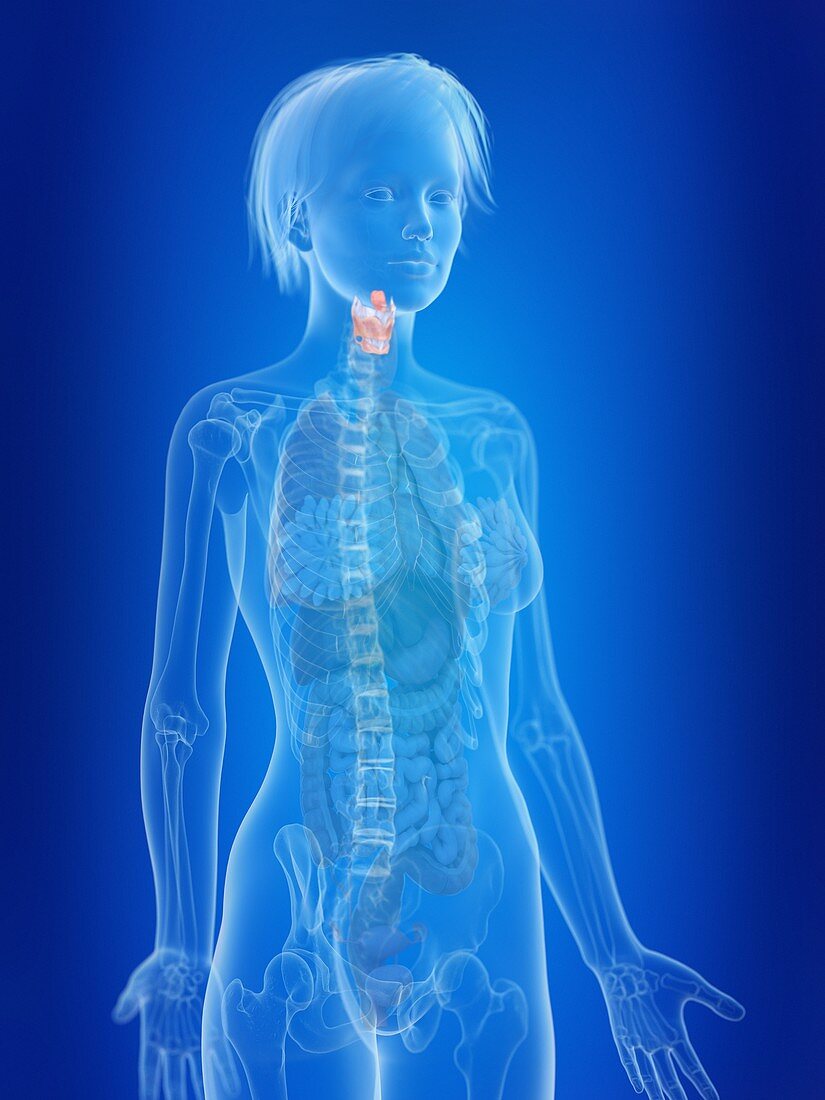 Illustration of a woman's larynx