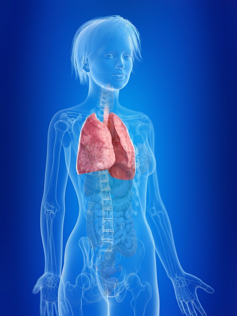 Illustration of a woman's lung