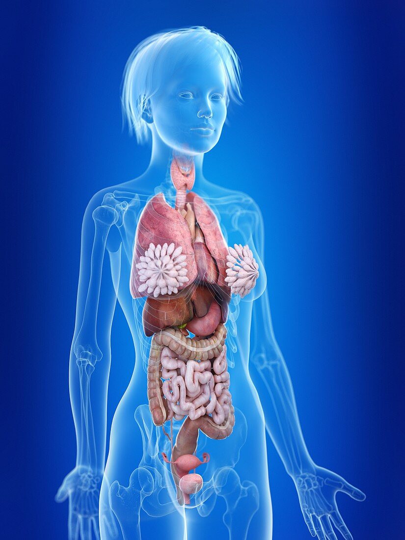 Illustration of a woman's internal organs