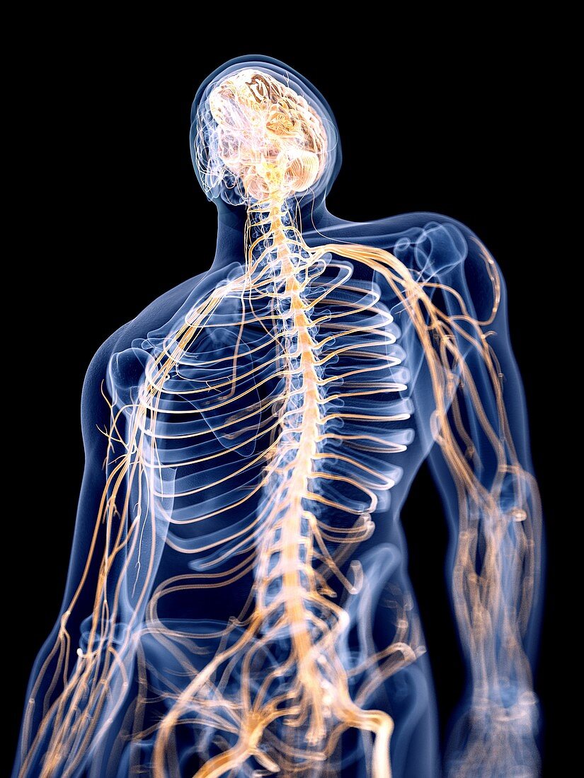 Illustration of the human nervous system
