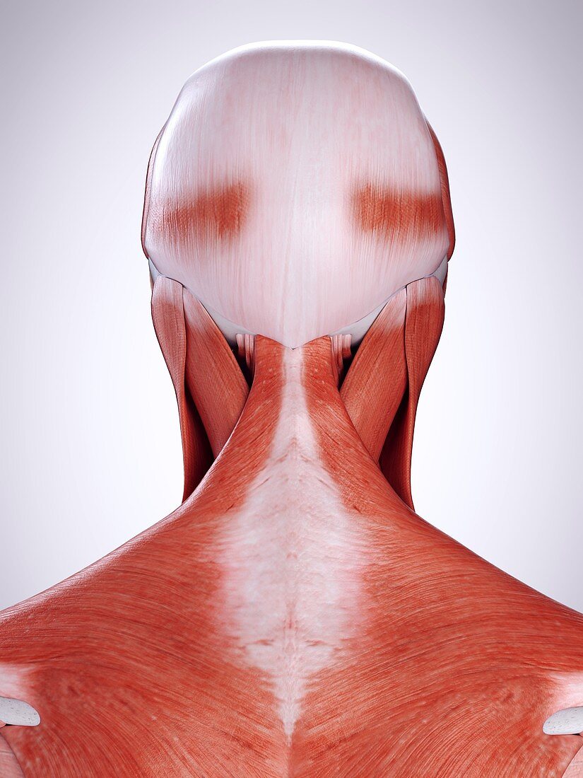 Illustration of the neck muscles