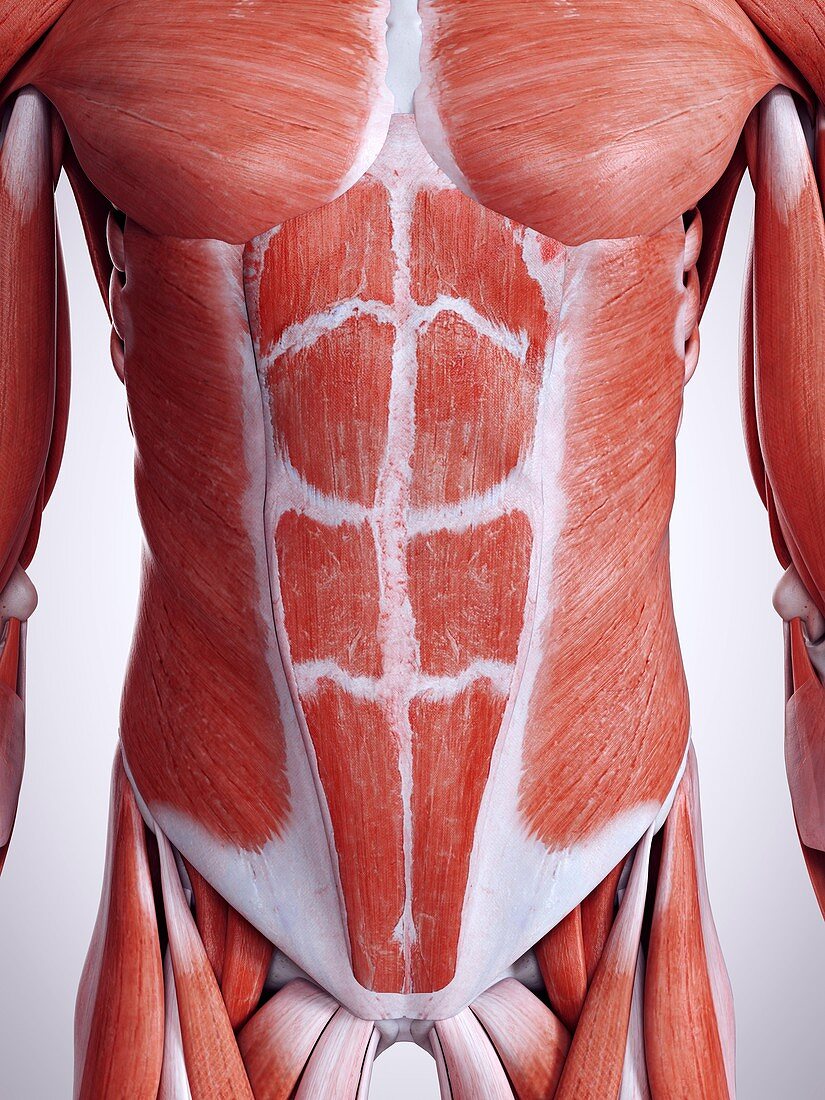 Illustration of the abdominal muscles