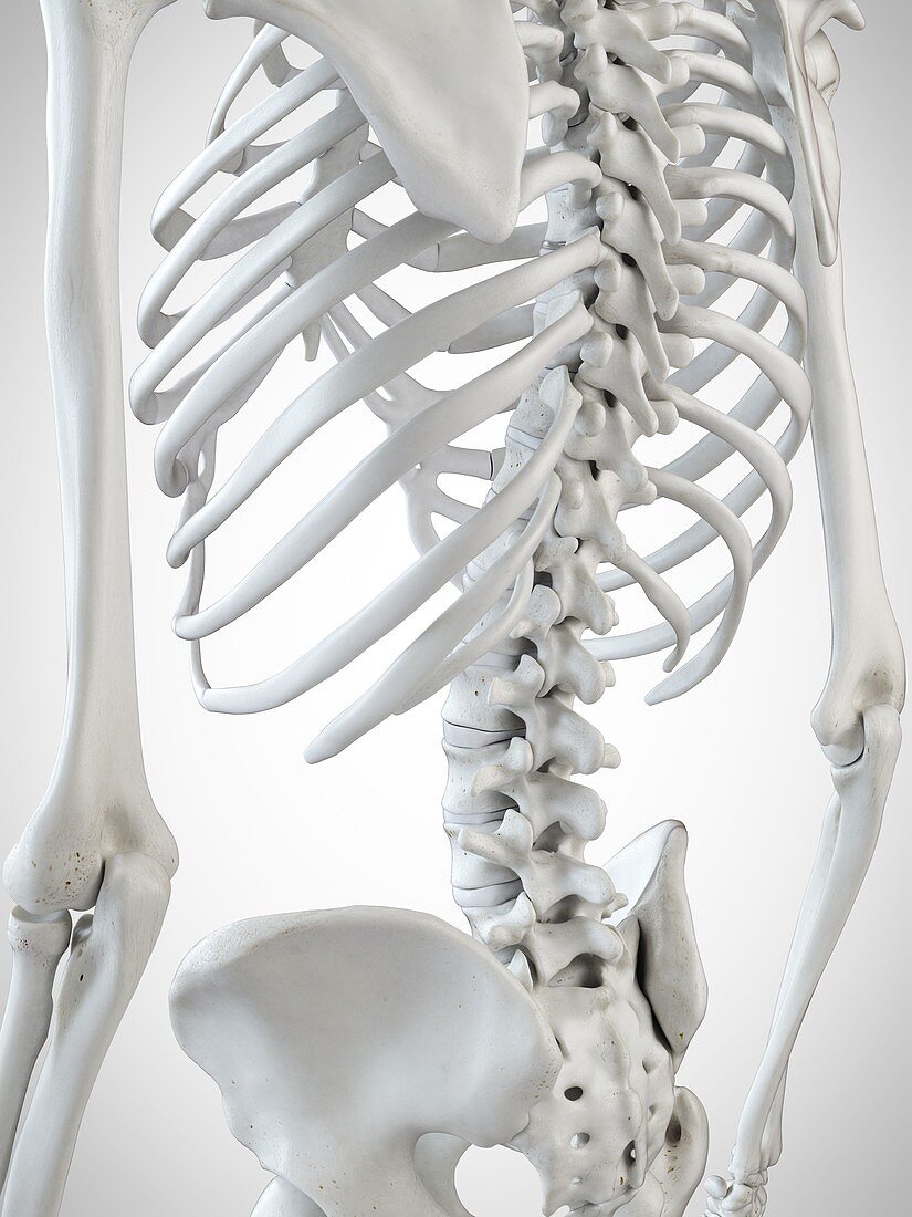Illustration of the skeletal back