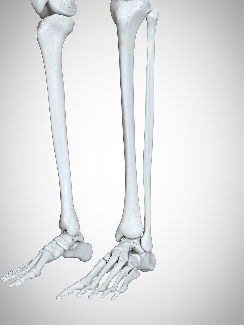 Illustration of the lower leg and foot bones