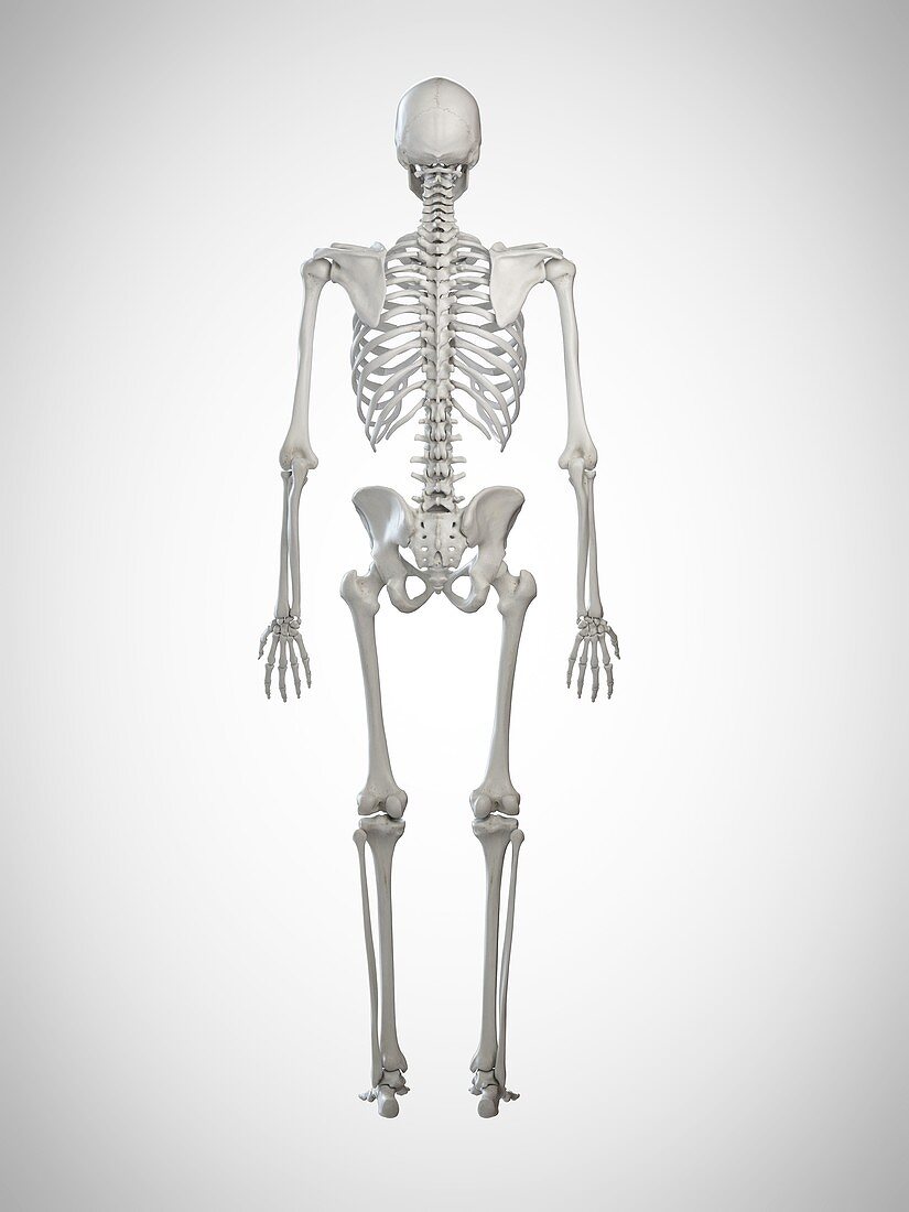 Illustration of a human skeleton