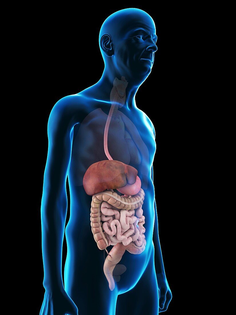 Illustration of an old man's digestive system