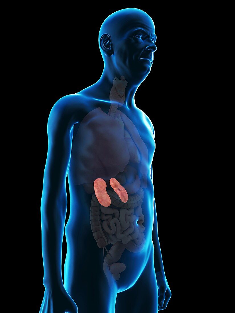Illustration of an old man's kidneys