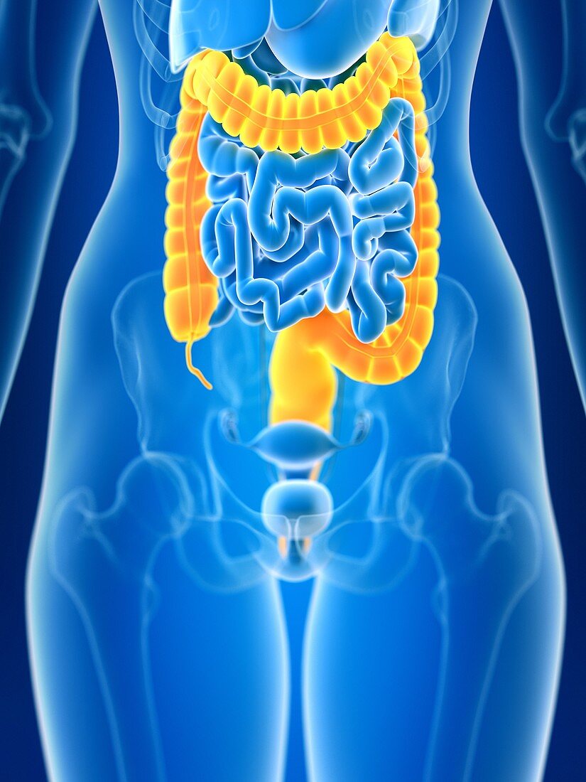 Illustration of female colon