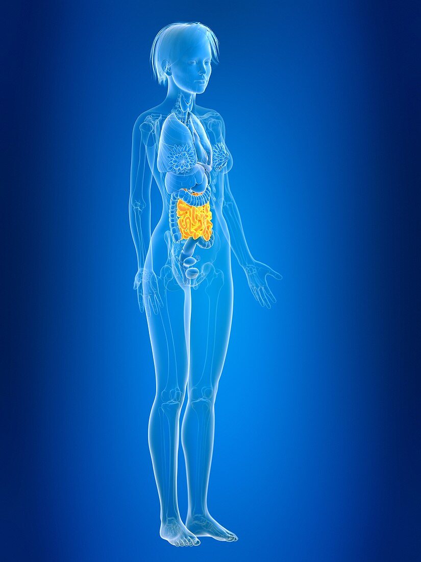 Illustration of female small intestine