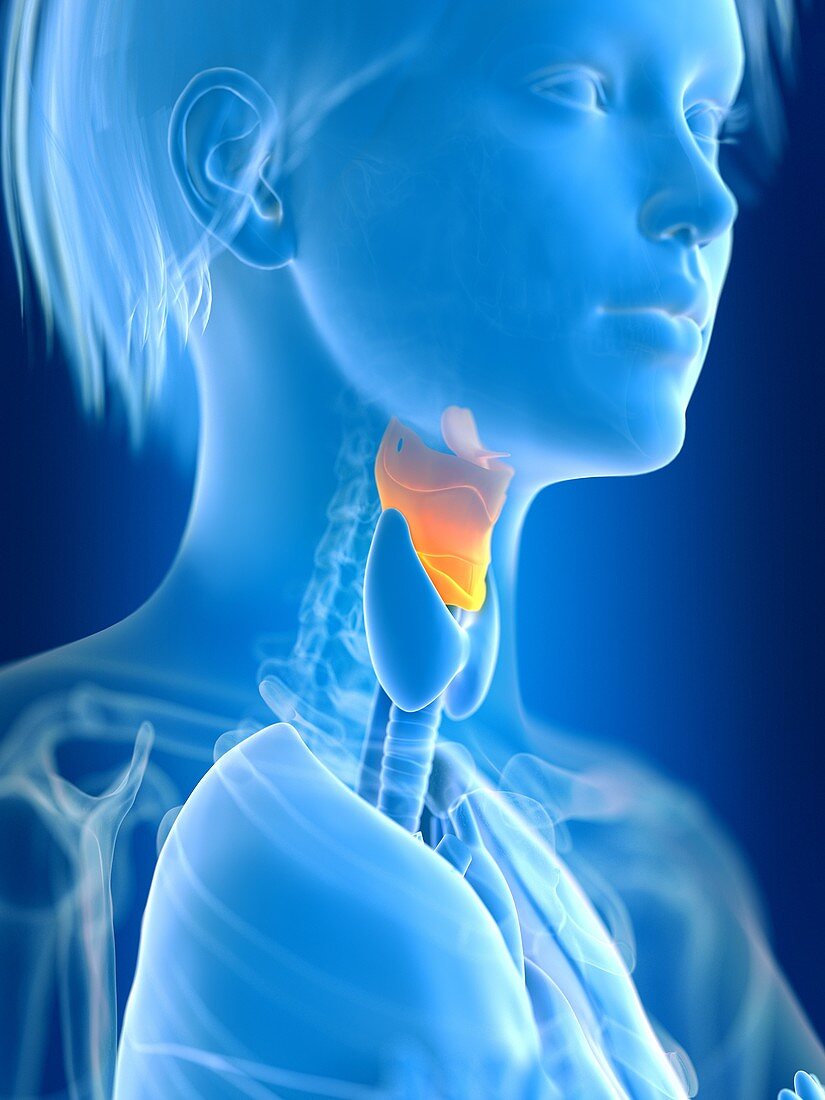 Illustration of female larynx