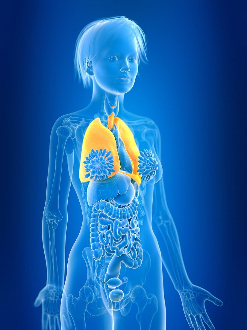 Illustration of female lung