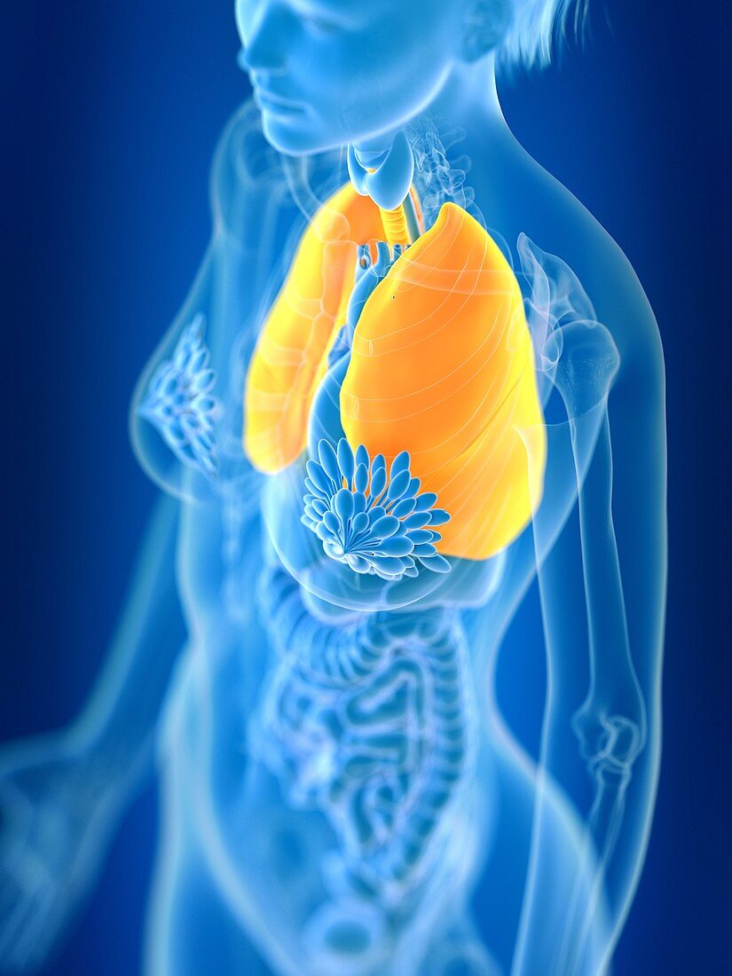 Illustration of female lung