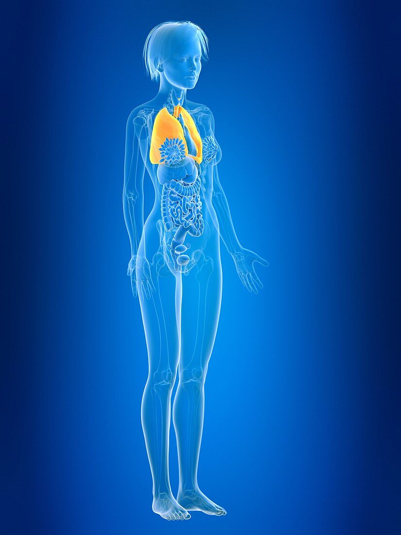 Illustration of female lung