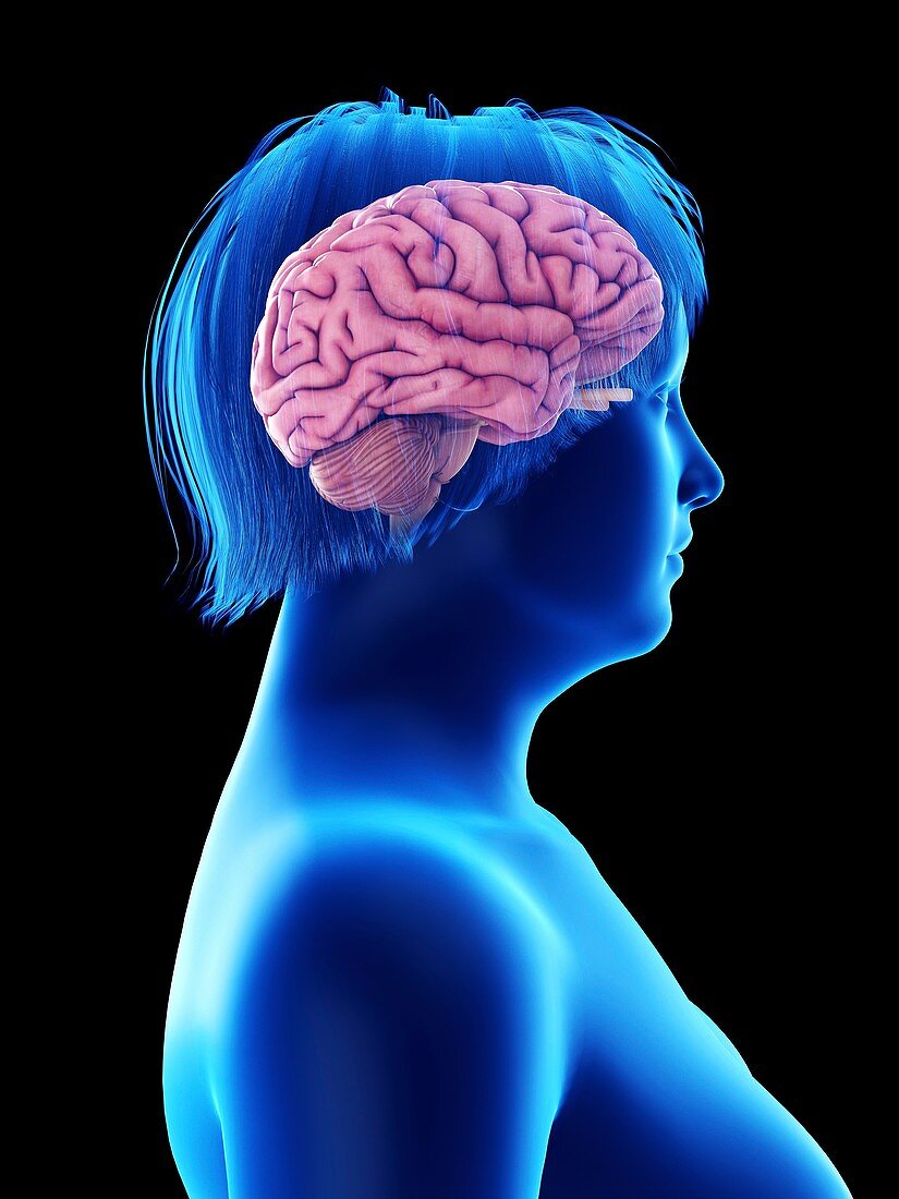 Illustration of an obese woman's brain