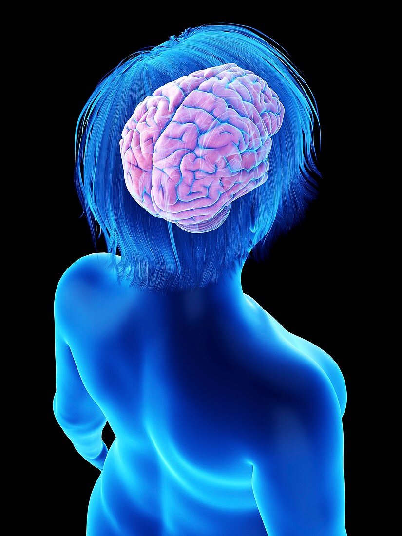 Illustration of an obese woman's brain