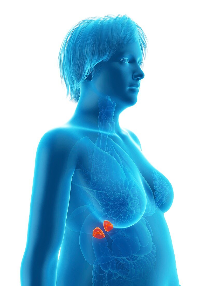 Illustration of an obese woman's adrenal glands