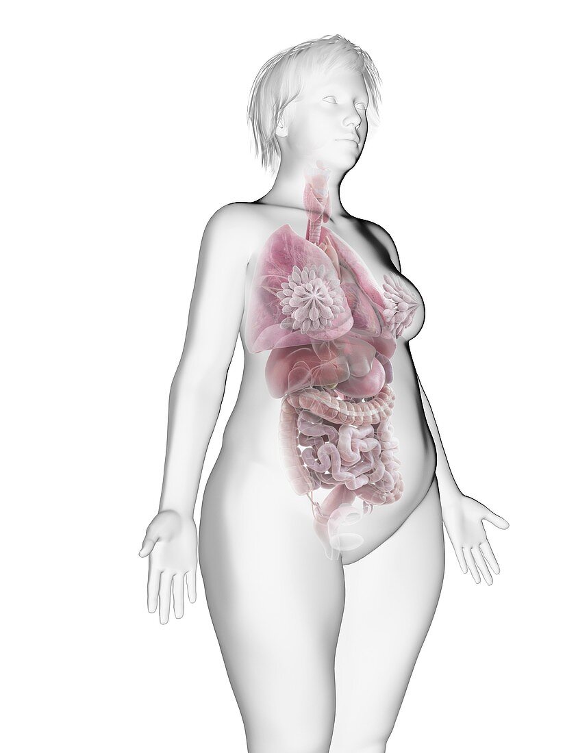 Illustration of an obese woman's internal organs