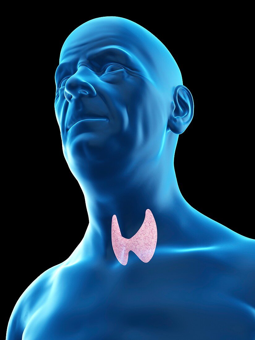 Illustration of an old man's thyroid gland