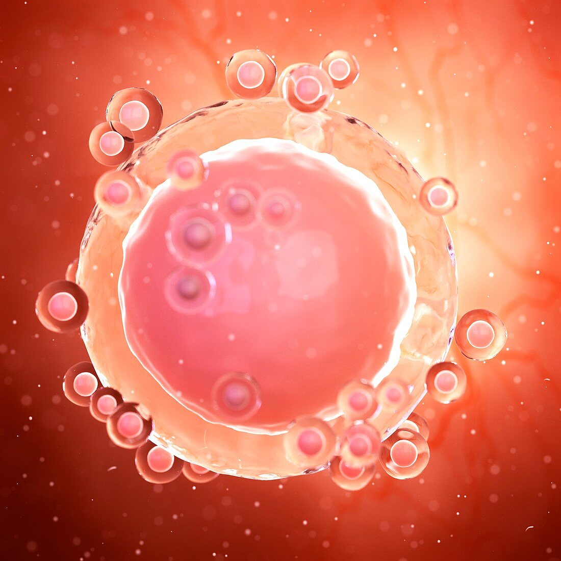 Illustration of an unfertilized egg cell