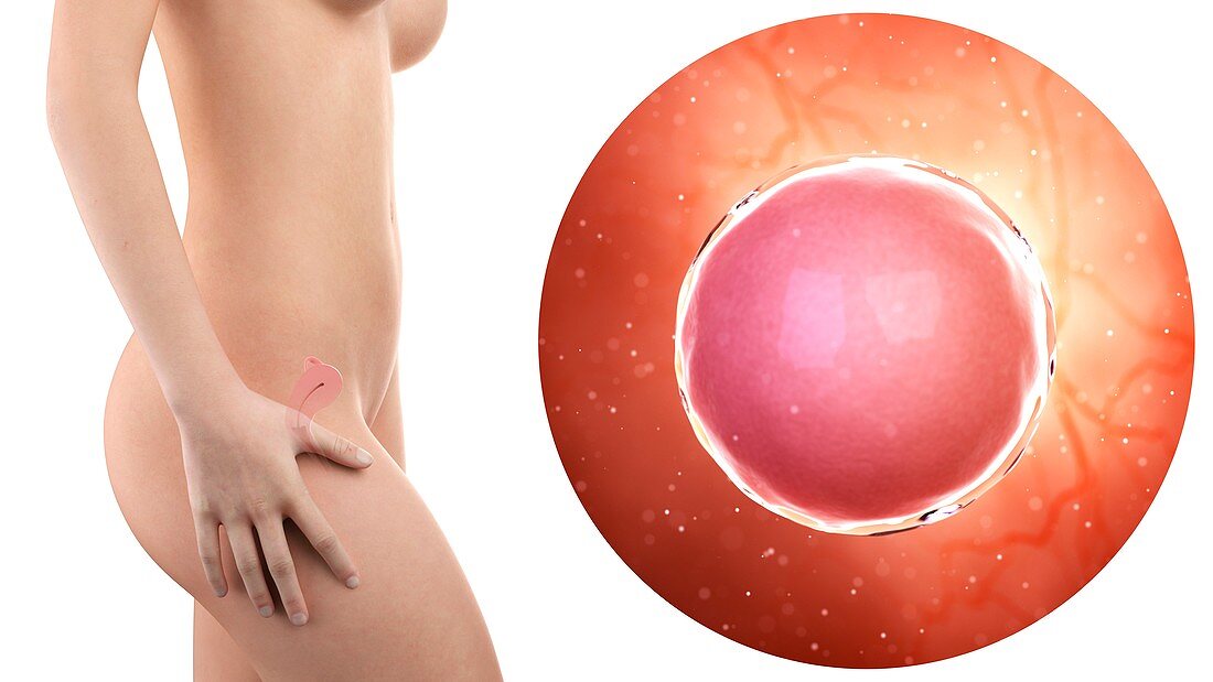 Illustration of a pregnant woman and fertilized egg cell