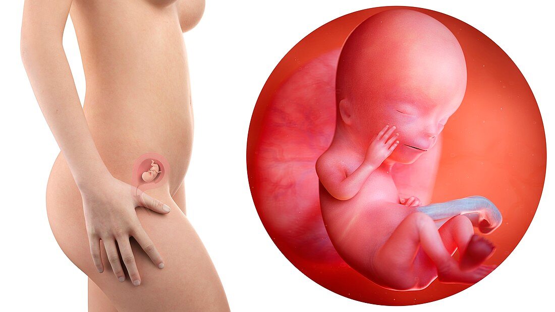 Illustration of a pregnant woman and 12 week foetus