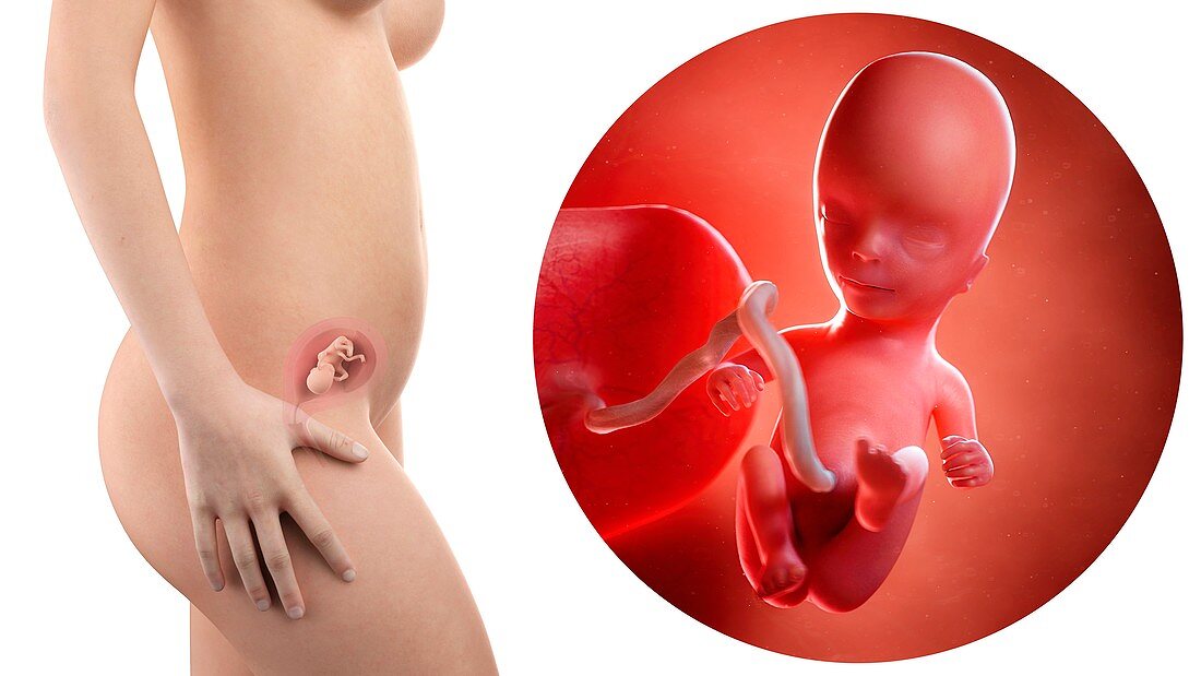 Illustration of a pregnant woman and 14 week foetus