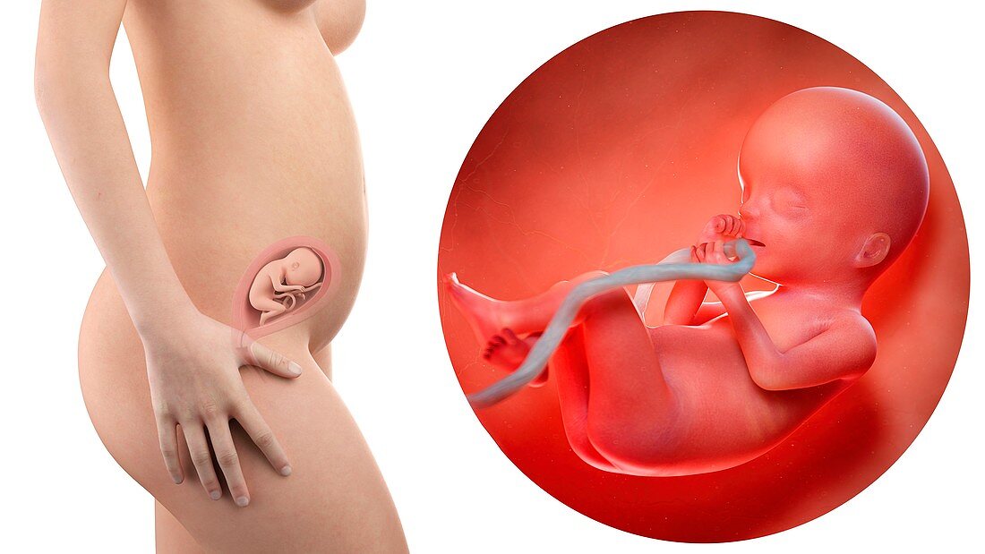 Illustration of a pregnant woman and 20 week foetus