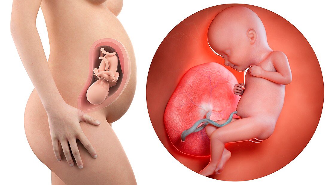 Illustration of a pregnant woman and 32 week foetus