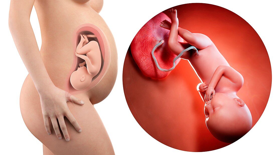 Illustration of a pregnant woman and 36 week foetus