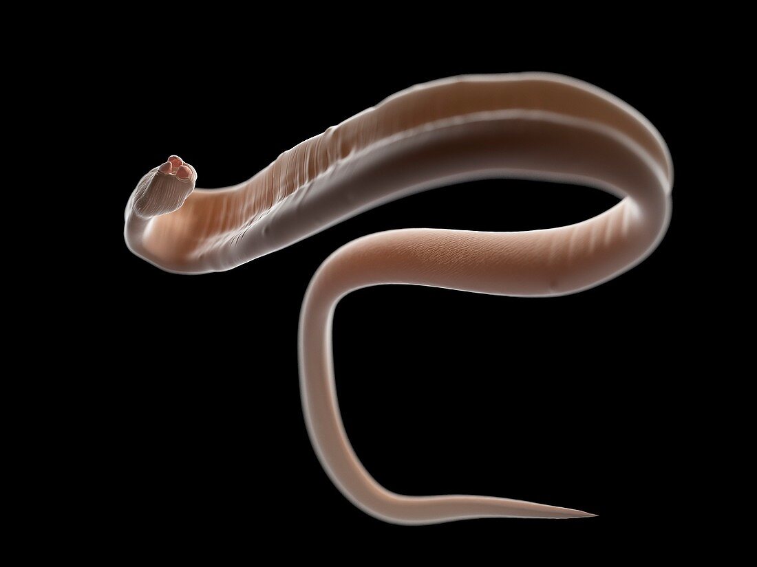 Illustration of an ascariasis worm